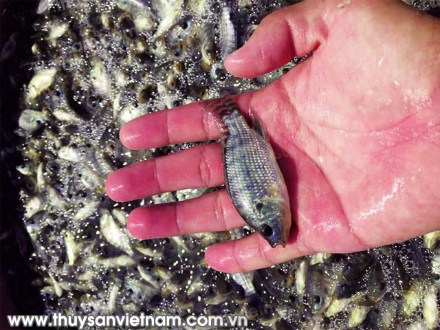 Hướng làm giàu mới từ cá rô phi Quý Long Hướng làm giàu mới từ cá rô phi Quý Long